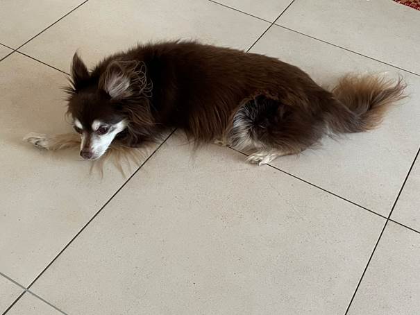 Ein Bild, das Boden, Katze, Hund, Sugetier enthlt.

Automatisch generierte Beschreibung