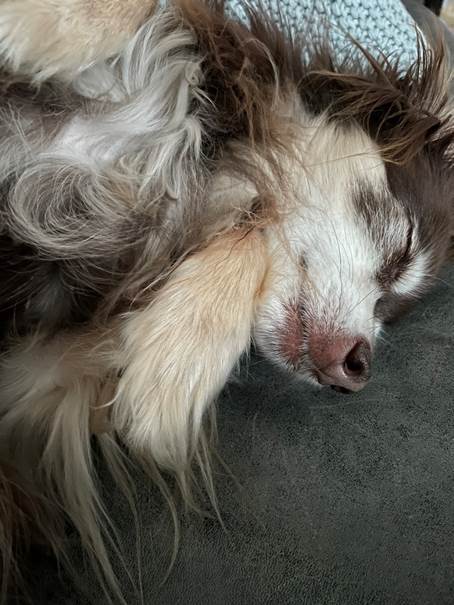 Ein Bild, das Sugetier, drinnen, Hund, legend enthlt.

Automatisch generierte Beschreibung