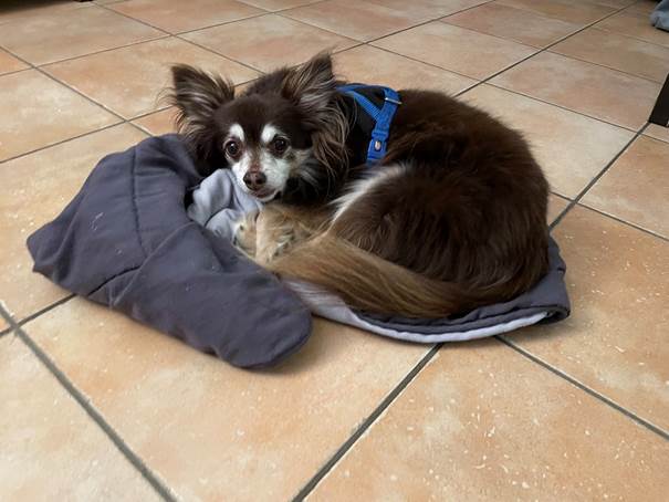 Ein Bild, das Boden, Hund, legend, Schuhe enthlt.

Automatisch generierte Beschreibung
