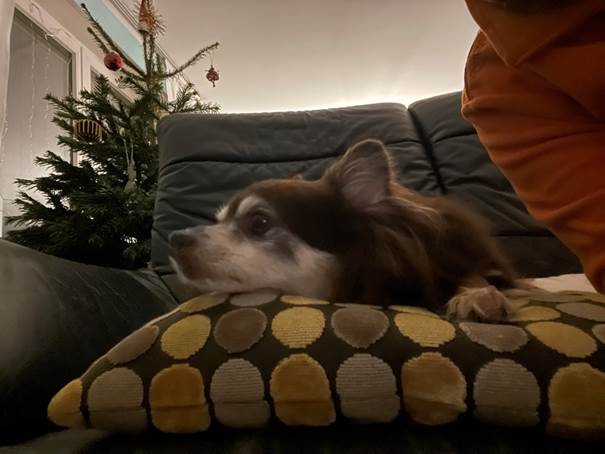 Ein Bild, das drinnen, Katze, Person, Sofa enthlt.

Automatisch generierte Beschreibung