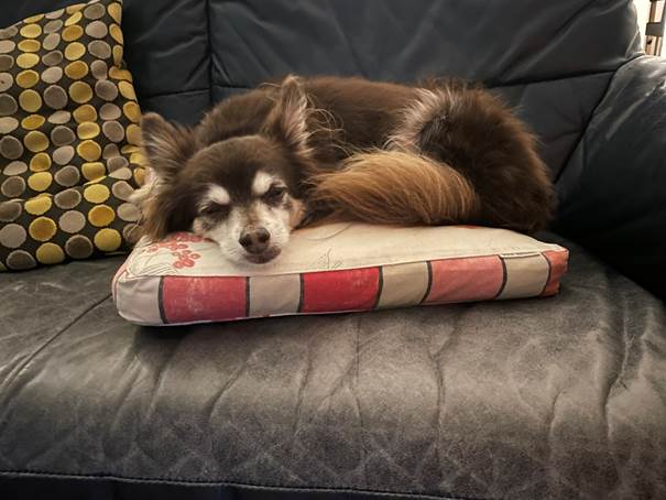 Ein Bild, das Sofa, drinnen, Hund, legend enthlt.

Automatisch generierte Beschreibung