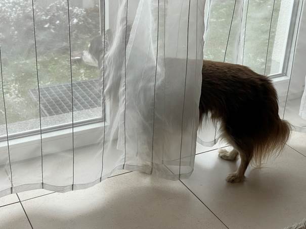 Ein Bild, das drinnen, Hund, stehend, Sugetier enthlt.

Automatisch generierte Beschreibung